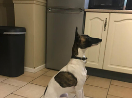 Stunning whippet pupies