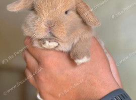 2 Stunning Baby Mini Lops