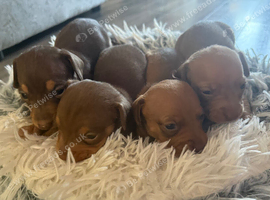 4 beautiful boy miniature dashhound