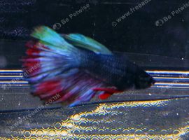 Betta Males/females or pairs available, from &pound;10