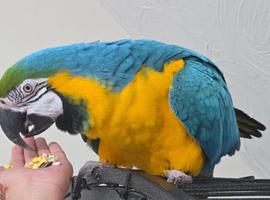 Blue and gold Macaw