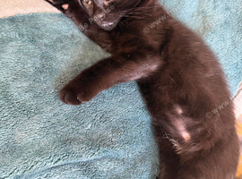 Beautiful kitten