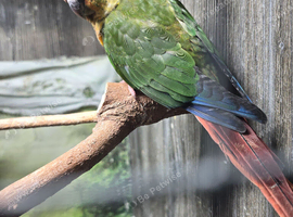 Baby Tame yellow sided green cheek conure
