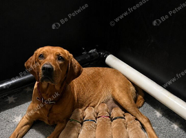 Beautiful KC registered red Labradors