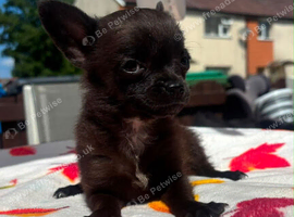 reduced tea cup chihuahua
