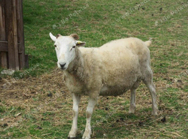 very successful ram for sale