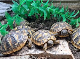 2026 Hatched Hermanns Tortoises For Sale