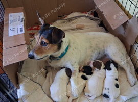 Stunning Jack Russell's ,Hastings