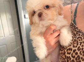 4 beautiful Shih Tzu male Pups