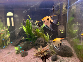 Fish for rehome