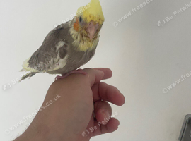 Baby cockatiel