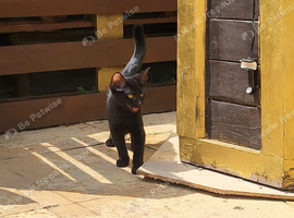 Girl black kitten