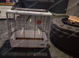 2 budgies and cage for sale