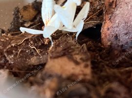 Male orchid mantis