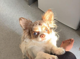 Archiebald, the blue eyed prince