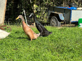 Runner duck hatching eggs