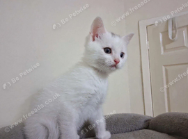 Last white male BSH kitten
