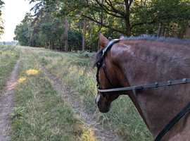 Looking for DIY/Assisted or Part Livery or field to rent.