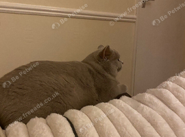 Beautiful lilac male Bsh