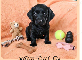 Doxiepoo for sale