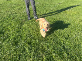 Golden cockerpo