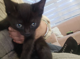 Black female kitten, 3 months old.