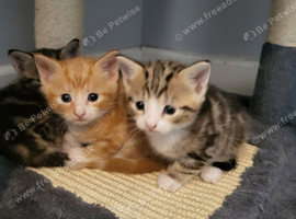 Female baby kitten