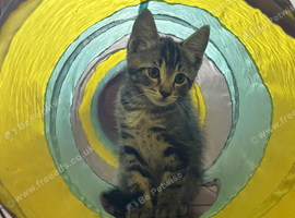 Amazing Kittens - ready for new homes now