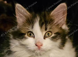 Male kitten 10 weeks old
