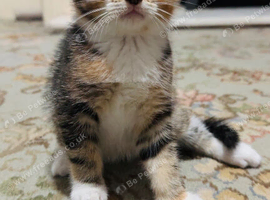 Three adorable kittens Ready for Their Forever Homes!