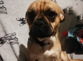 French bulldog mixed with pugle