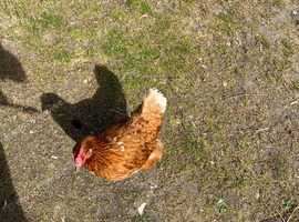 My chicken Primrose is missing
