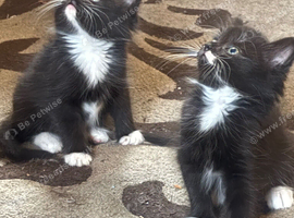 Four kitten needs home