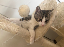 Tabby kitten