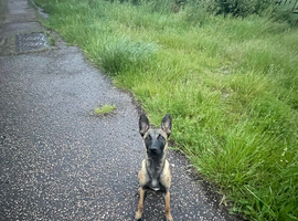 6 month old Belgian Malinois part trained