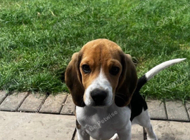 One gorgeous male beagle puppy available
