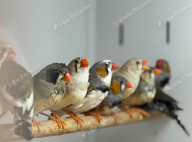 Zebra finches
