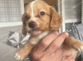 Girls and boys cocker spaniels