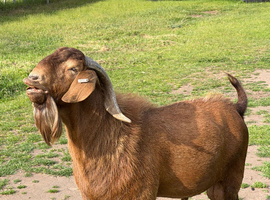 BOER GOAT