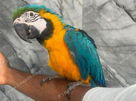 Baby Handreared Super Tame Cuddly Blue & Gold Macaw Parrot