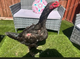4 week old Turkish hint x shamo chick