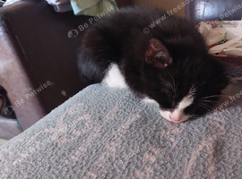 Kittens