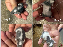 8 male fancy mice for sale