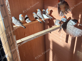Zebra finches cocks and hens