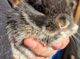 Mini lop babies