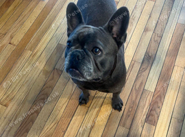 French bull dog and pug
