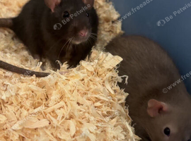 Rats