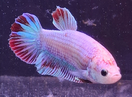Halfmoon Betta