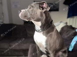 Staffordshire cross English mastiff