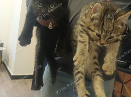 Kitten Persians cross